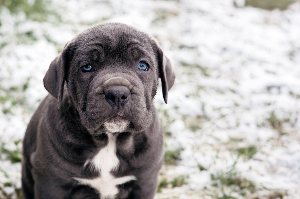 Huge Cane Corso's Annoyance Over Parents Putting up a Baby Gate Is