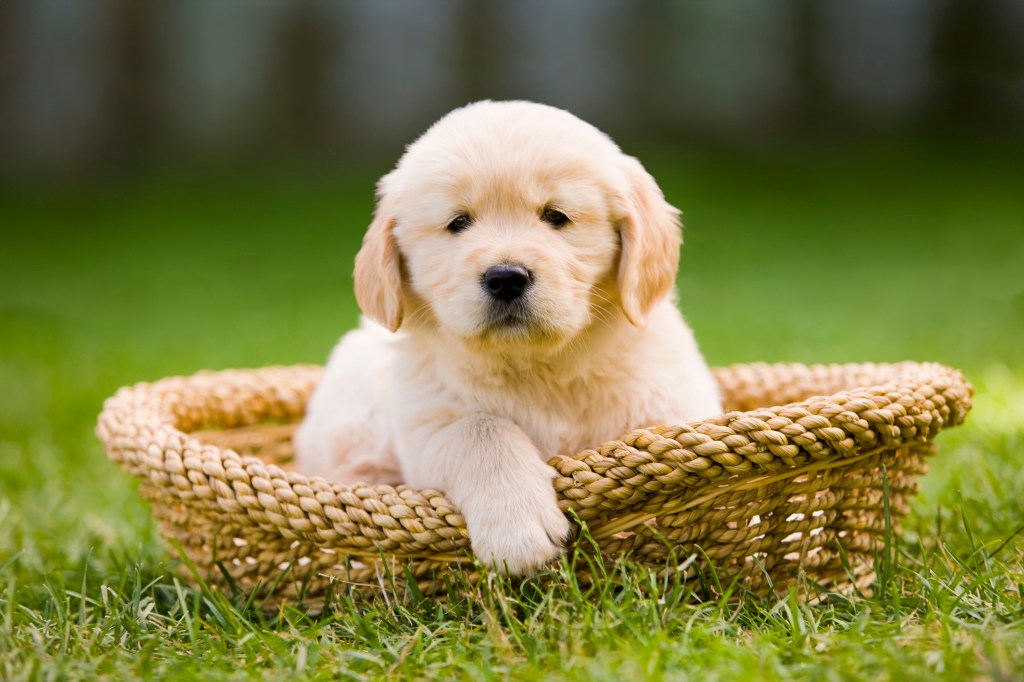 Fluffy pup in a basket on grass