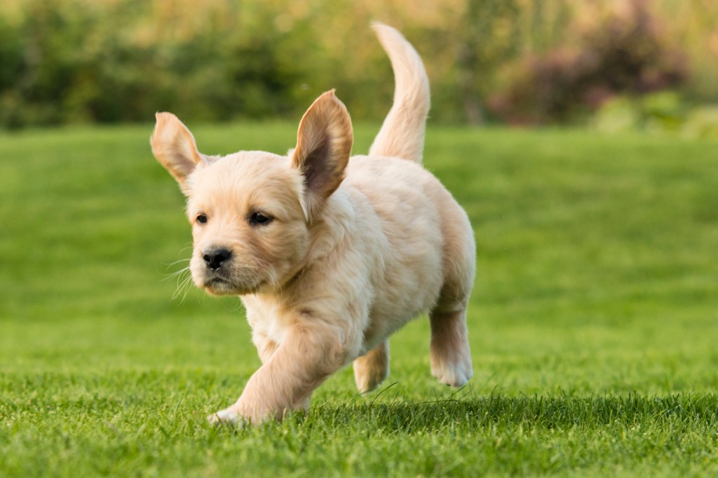 Chunky Golden pup running through yard
