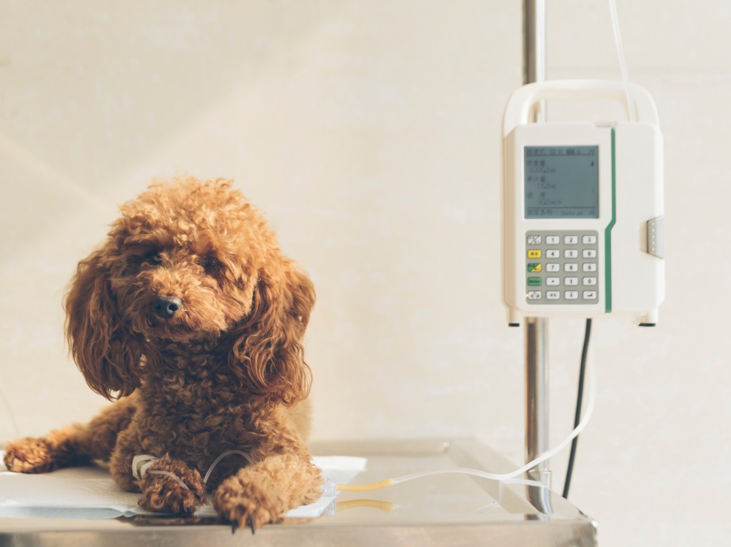 Sick, golden colored small dog lying on exam room table receiving IV fluids after presenting with signs for kidney dysfunction and renal failure