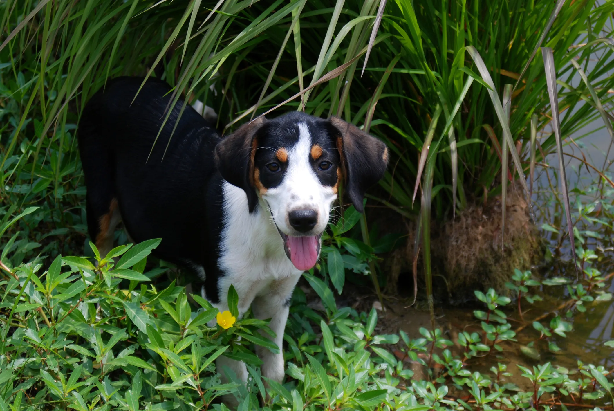 Treeing Walker Coonhound Dog Breed Information