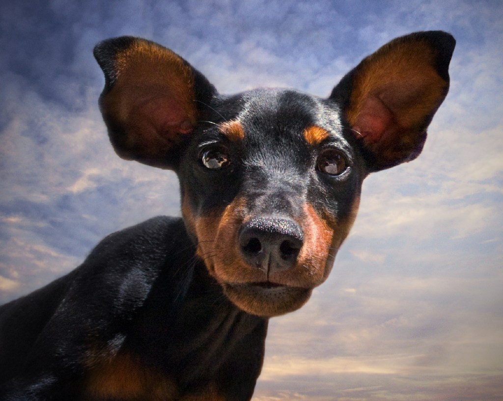 Doberman Pinscher puppy with ears up