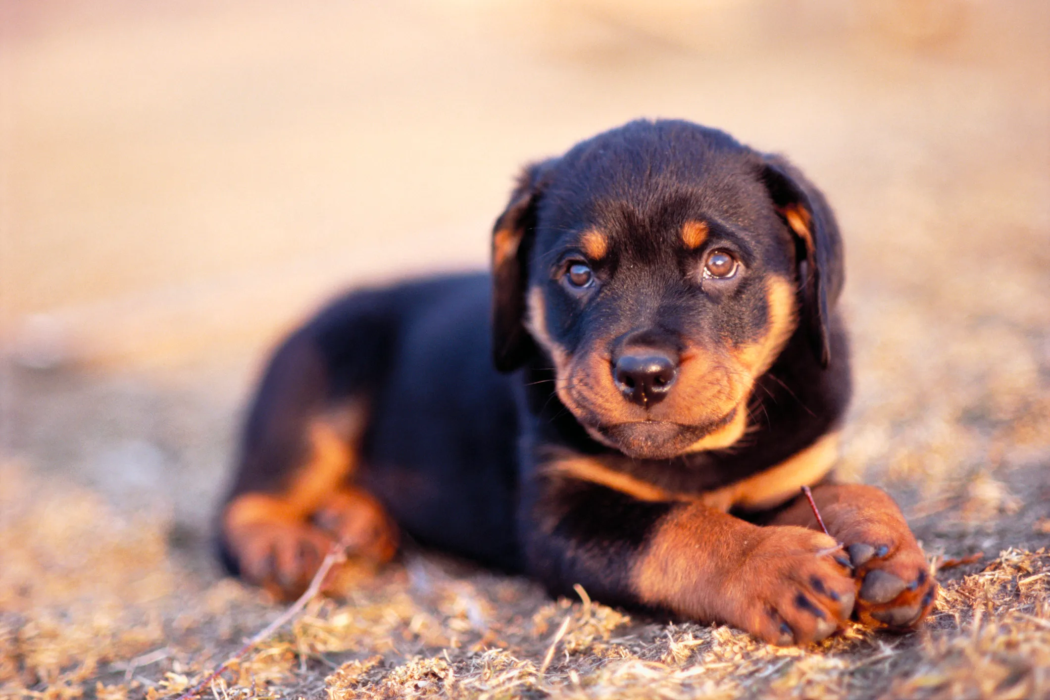 Rottweiler puppy hotsell fuzzy coat