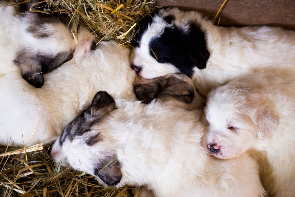 Great Pyrenees puppies sleeping
