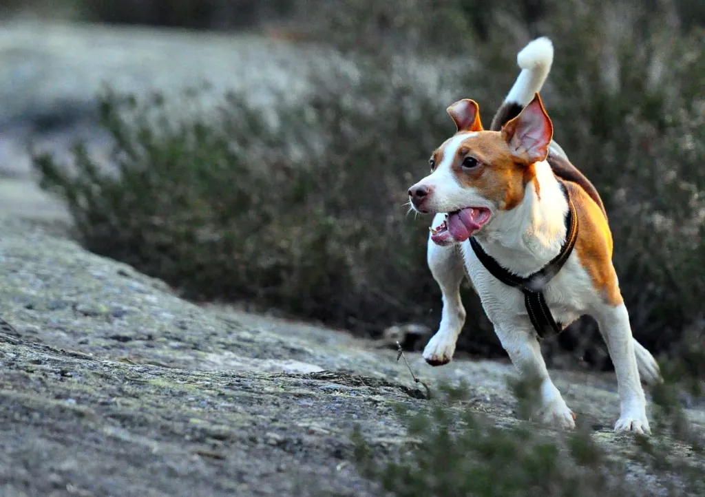 Danish-Swedish Farmdog playing