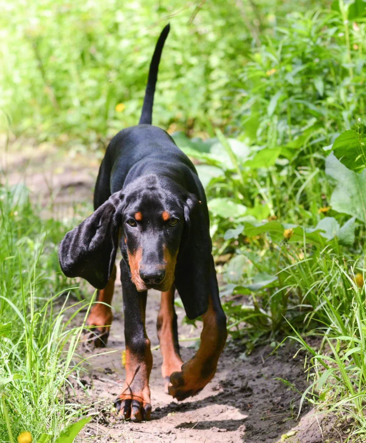 Black and Tan Coonhound Dog Breed Information & Characteristics