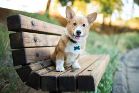 Corgi puppy sitting on bench.
