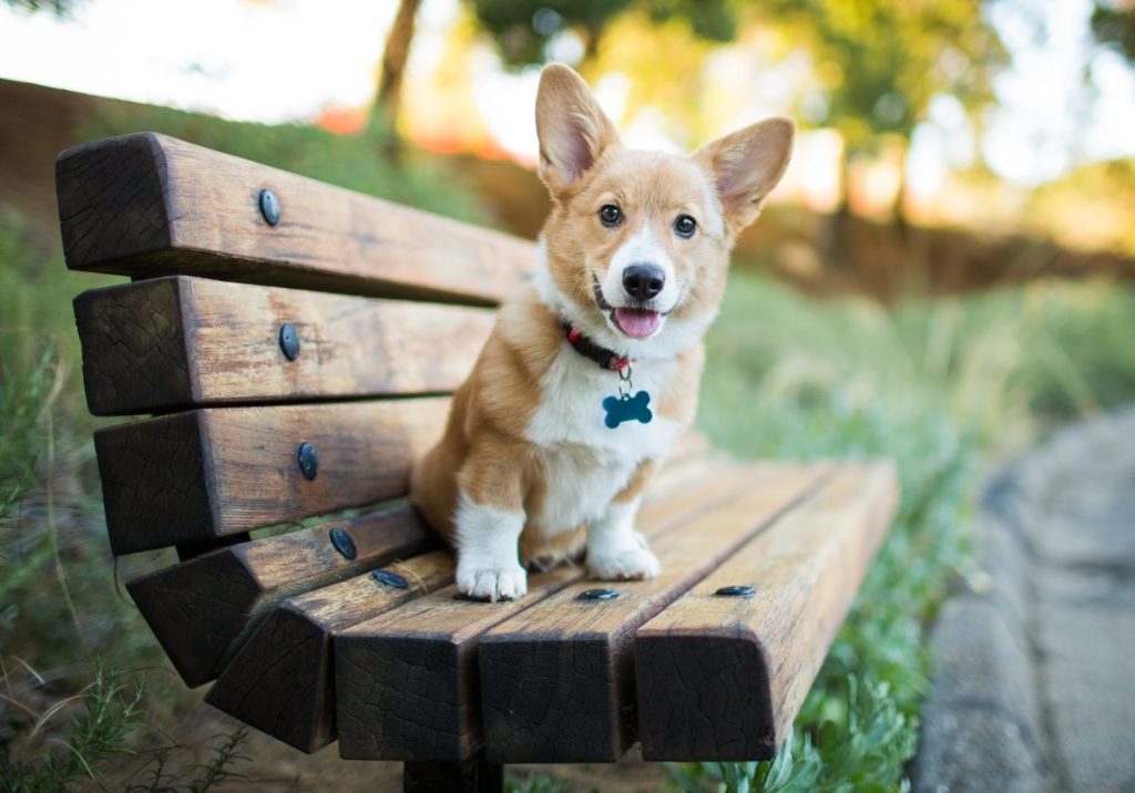 Corgi puppy sitting on bench