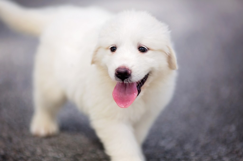 Great Pyrenees puppy