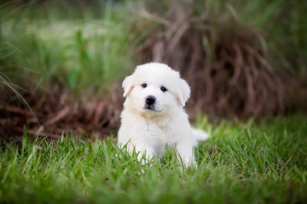 Great Pyrenees puppy in grass