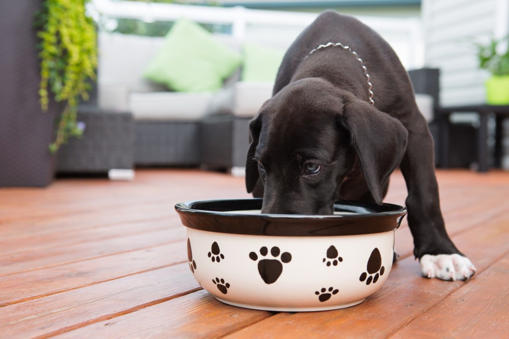 Great Dane puppy eating