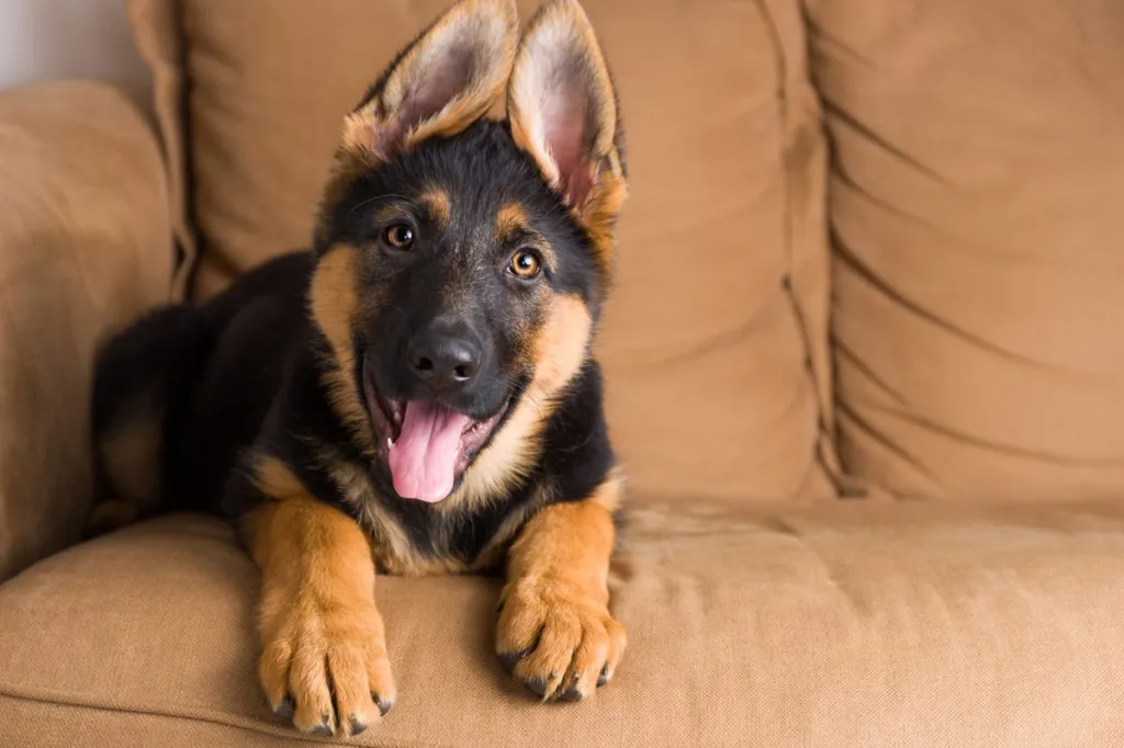 German Shepherd Price Puppy  : Uncover the Astonishing Costs of Owning a German Shepherd Here!