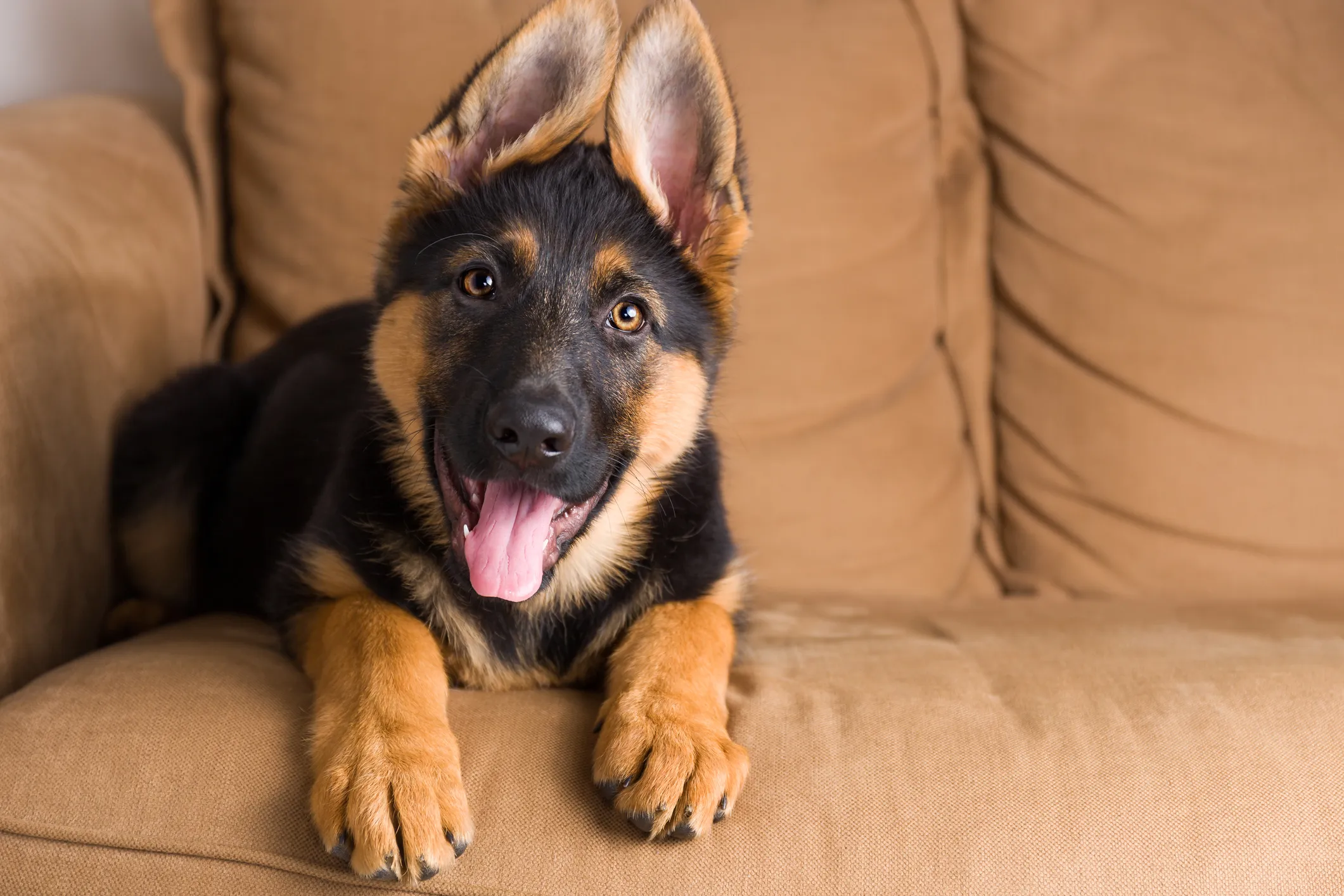 German shepherd puppy store shopping