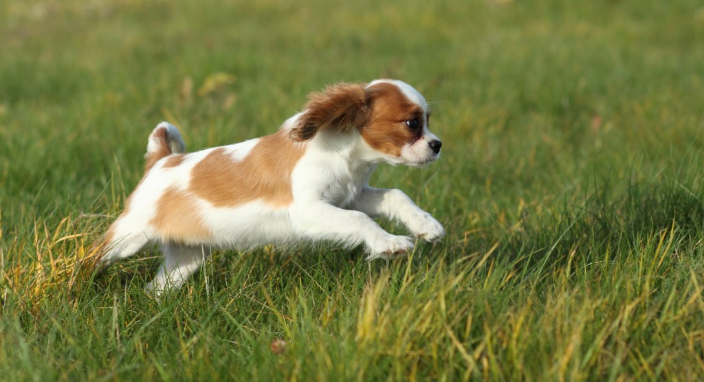 Cavalier King Charles Spaniel running