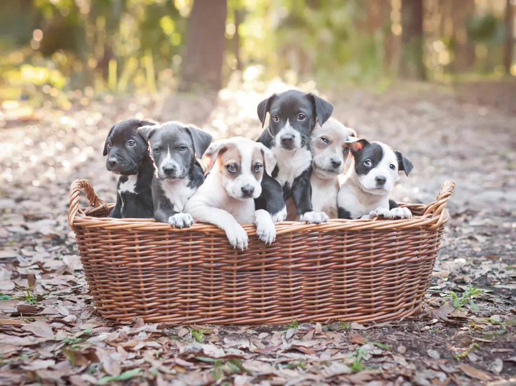 basket of pit bull puppies outdoors