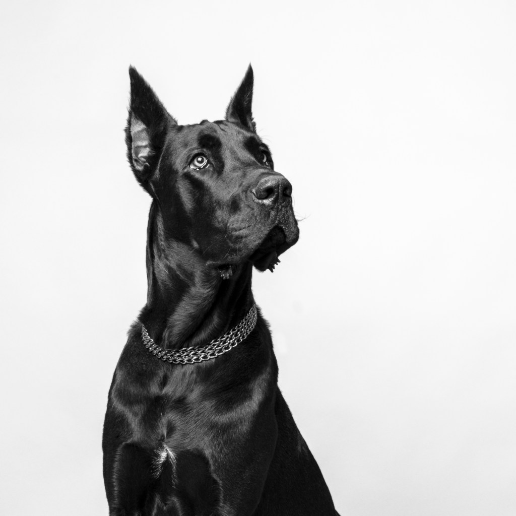 Black Great Dane Dog Breed