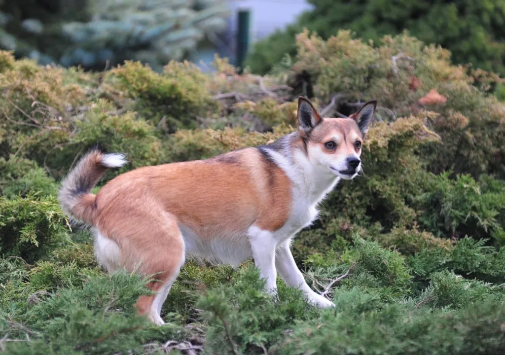 Norwegian Lundehund in forest