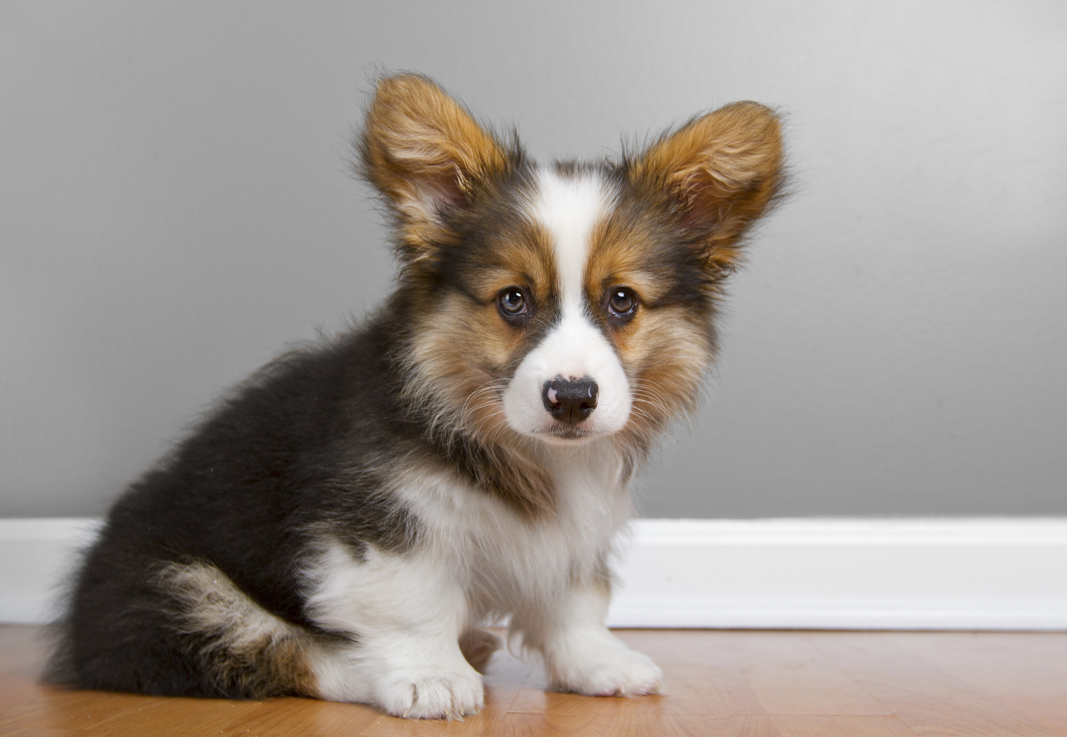 Fluffy best sale corgi puppies