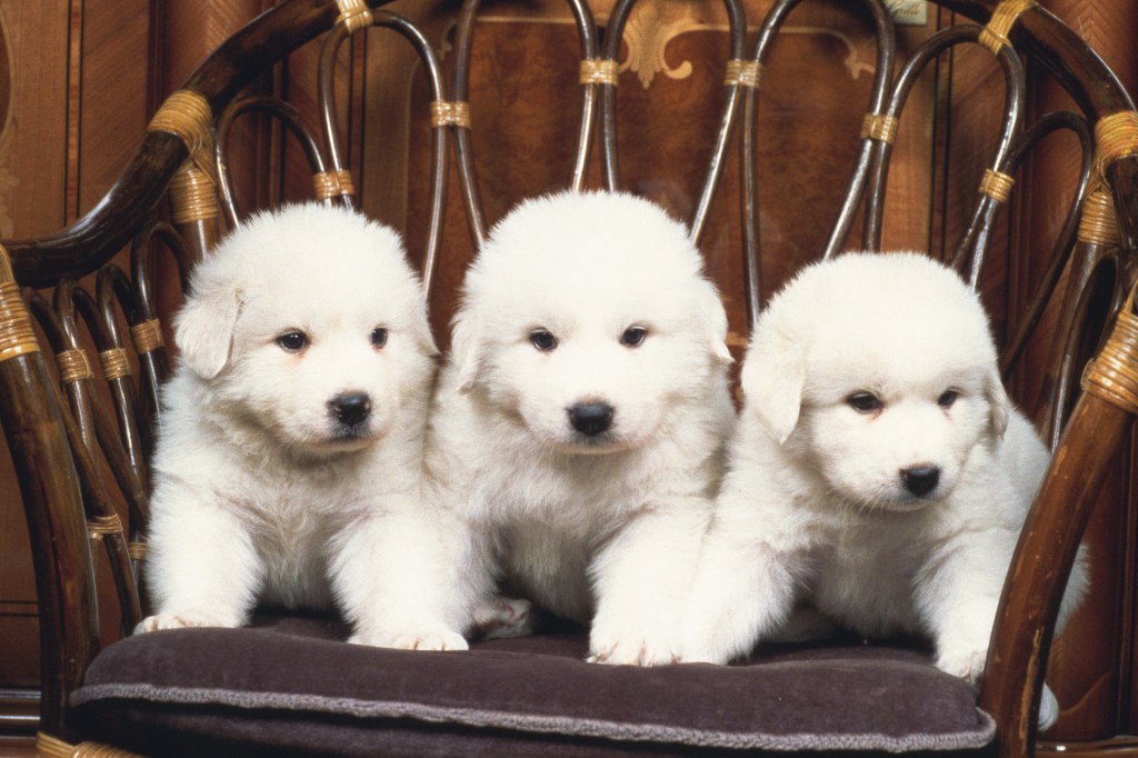 3 Great Pyrenees puppies sitting in a chair