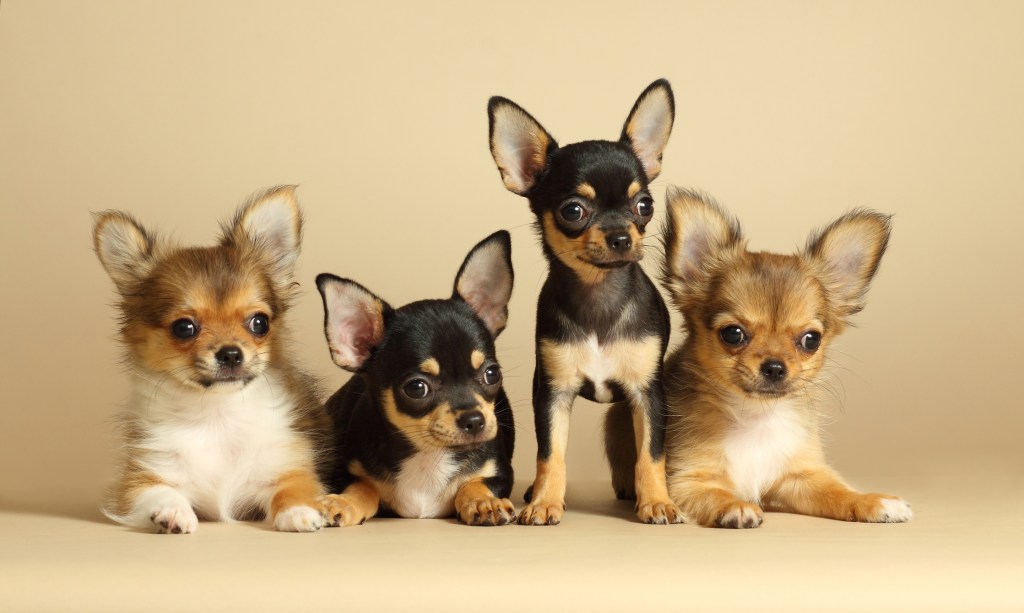 four chihuahua puppies sitting