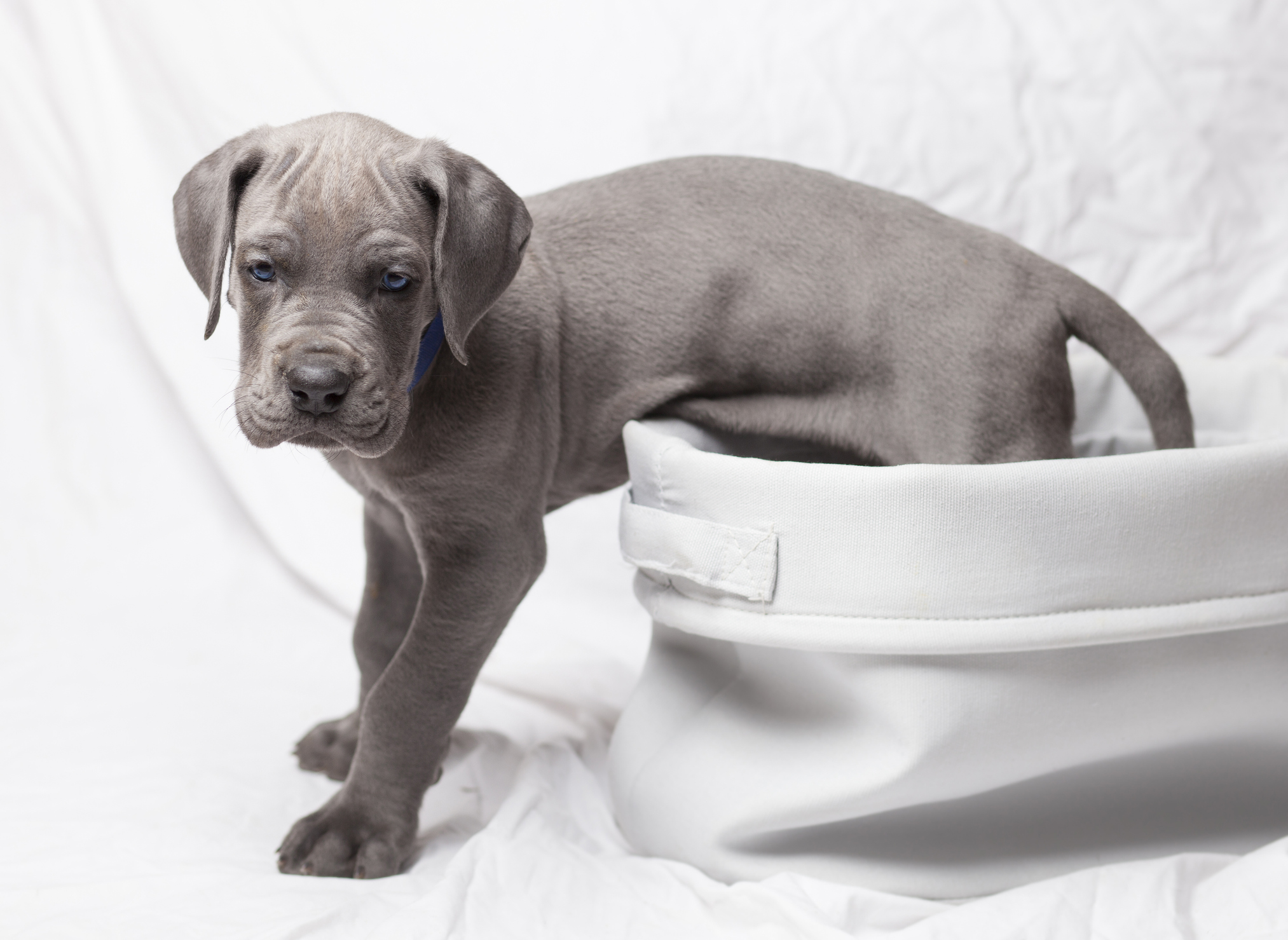 Great dane store as a puppy