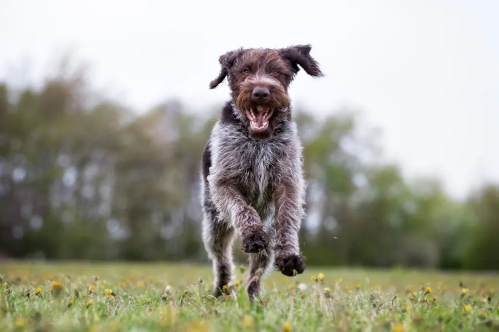 german wirehaired pointer dog running