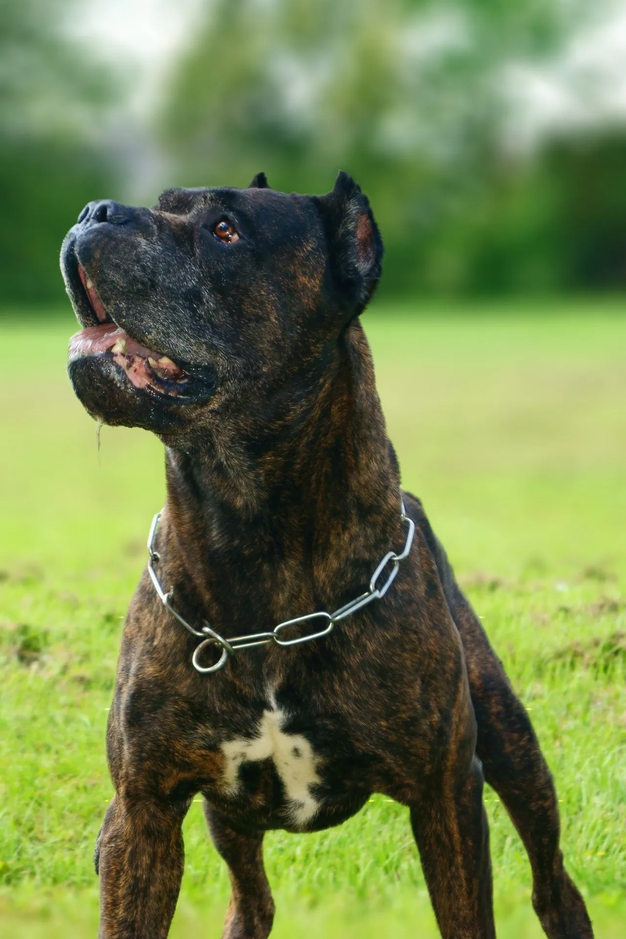 American Bandogge or Bandog smiling