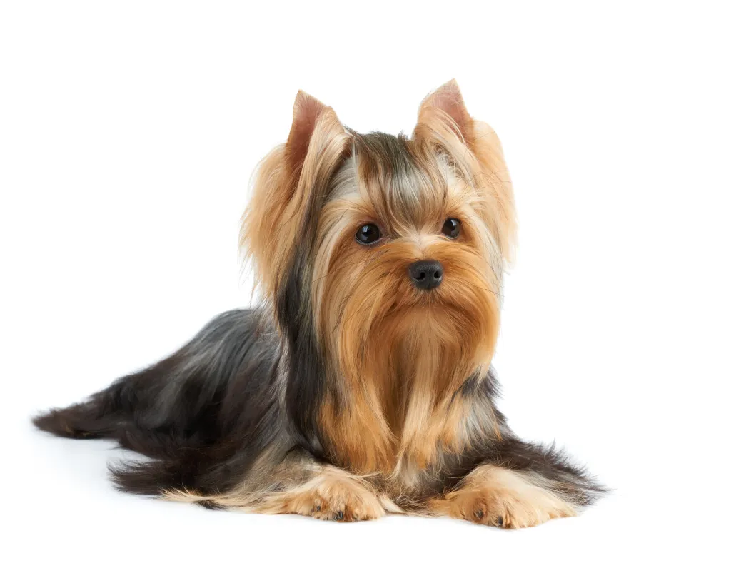 Yorkshire Terrier (Yorkie) Dog Breed Information