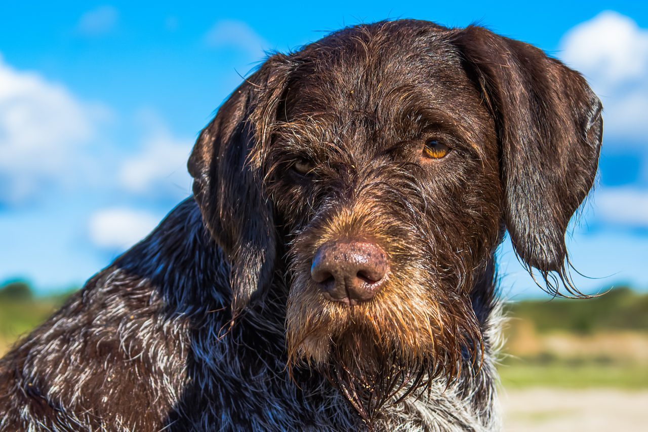 Wire store haired setter