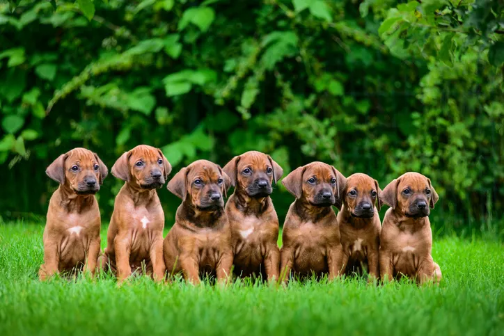 Litter of seven adorable 1,5-month-old Rhodesian Ridgeback puppies sitting in a row on the green grass