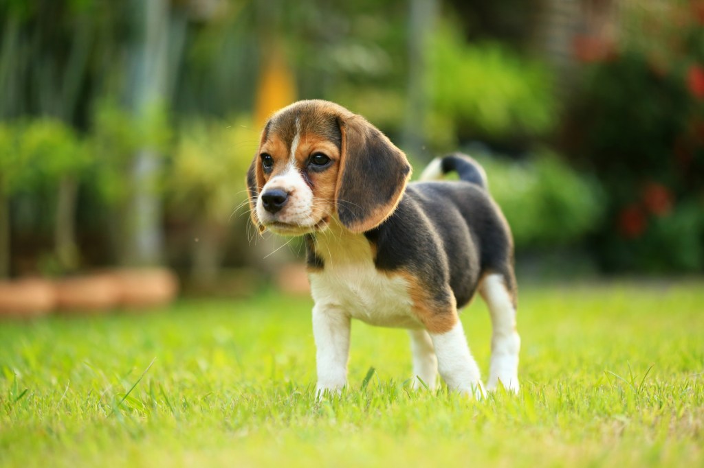 Beagle puppy in grass