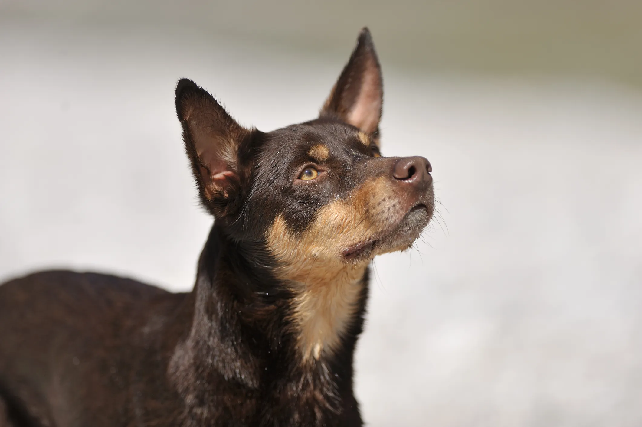 Kelpie best sale service dog