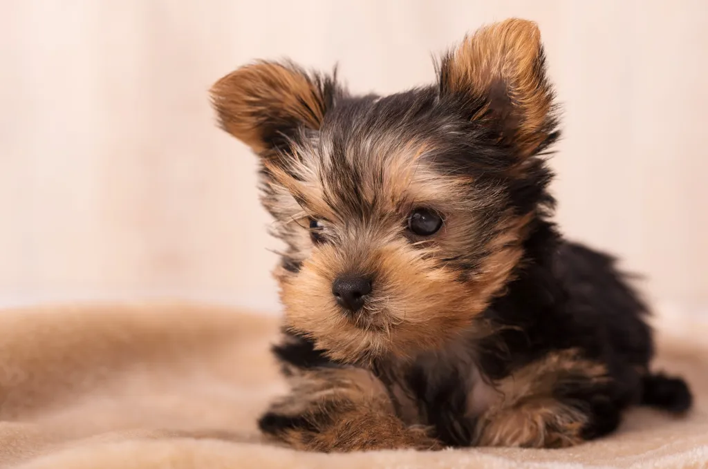 Close-up of a Yorkie puppy