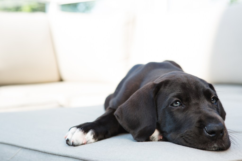 Great Dane puppy lying on sofa