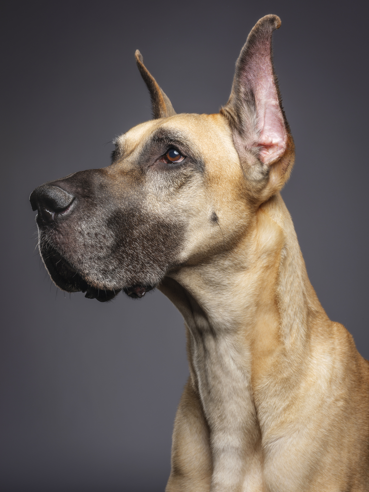 Great Dane Dog Breed Information and Characteristics