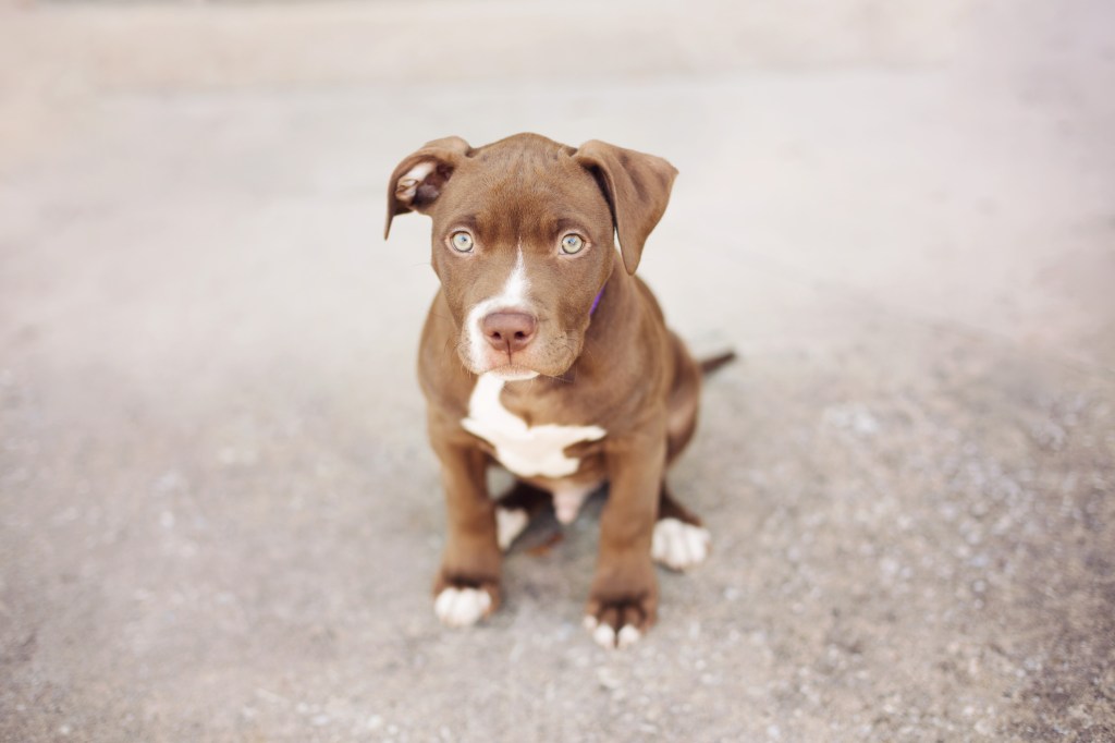 Brown and white Pit Bull puppy sitting on pavement