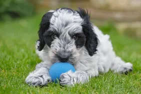 Cockapoo puppy playing with blue ball Cockapoo puppies