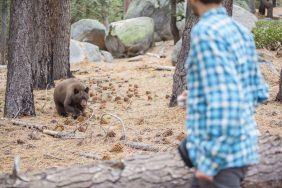 Man in blue check shirt standing off against a black bear attack in his back yard.