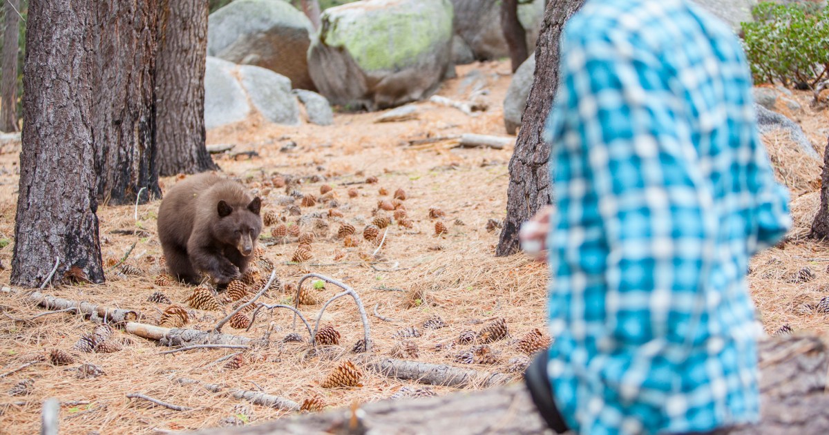 Bears Attack Dogs in Maine and Connecticut, Owners Injured