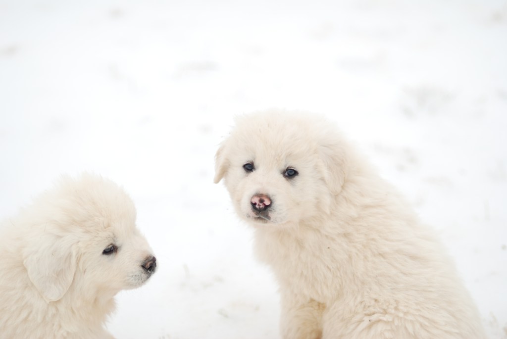 Great Pyrenees puppies in snow