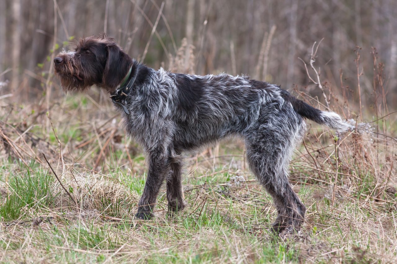 German wild hair sales pointer