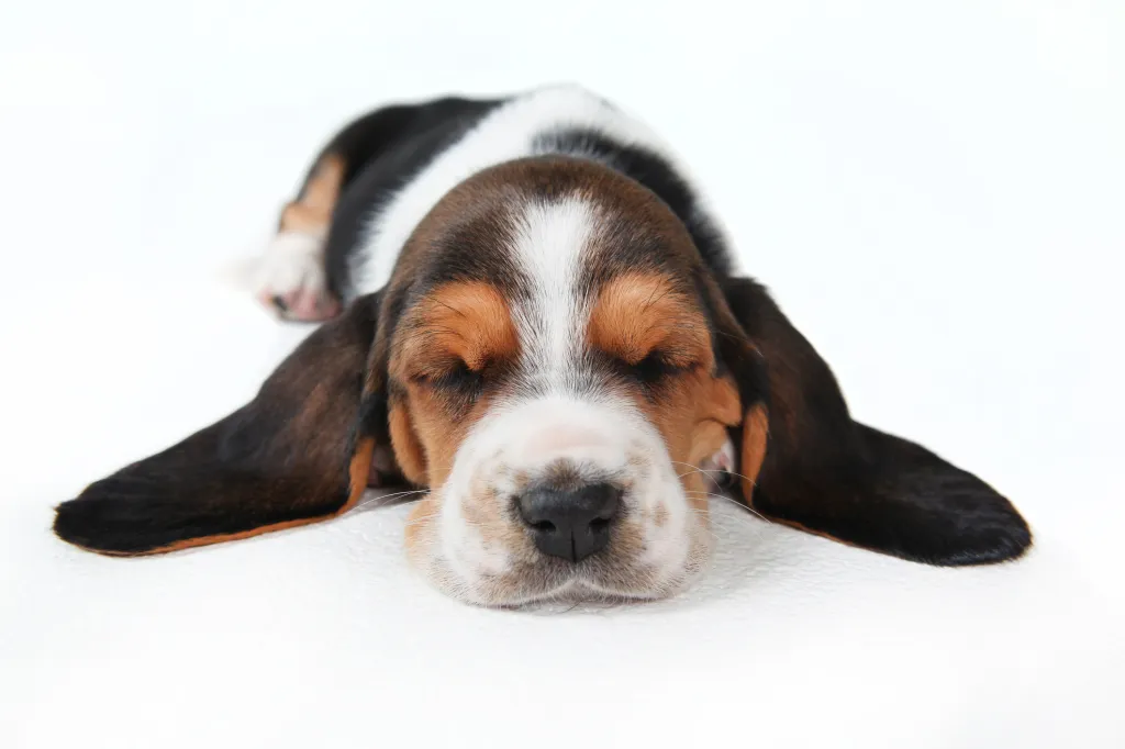 Basset Hound puppy sleeping