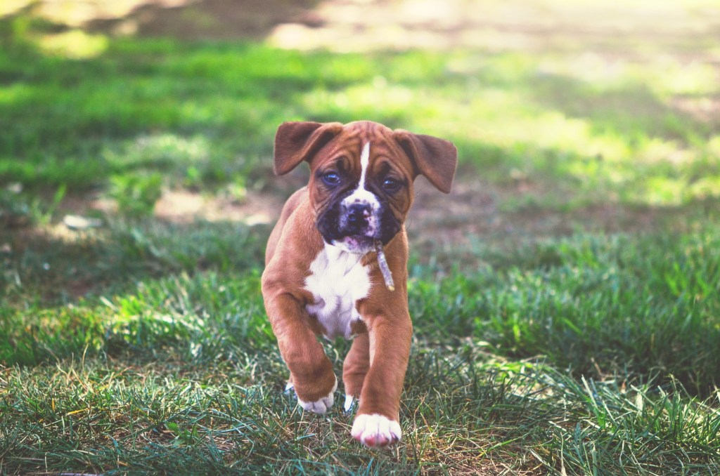 Boxer puppy running