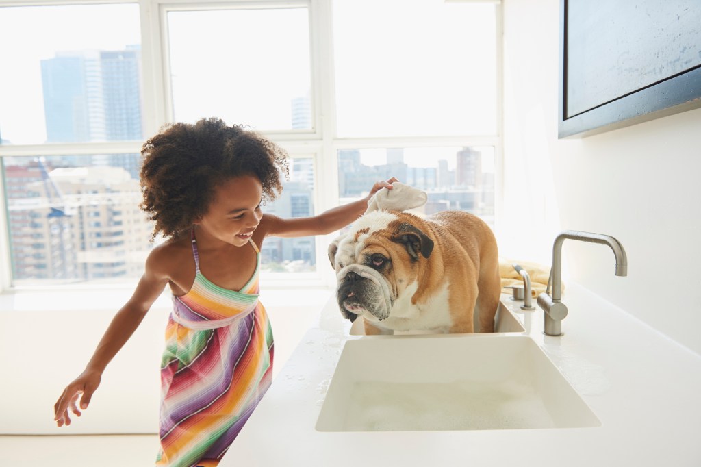 Echelle enfant bouledogue anglais dans l'évier