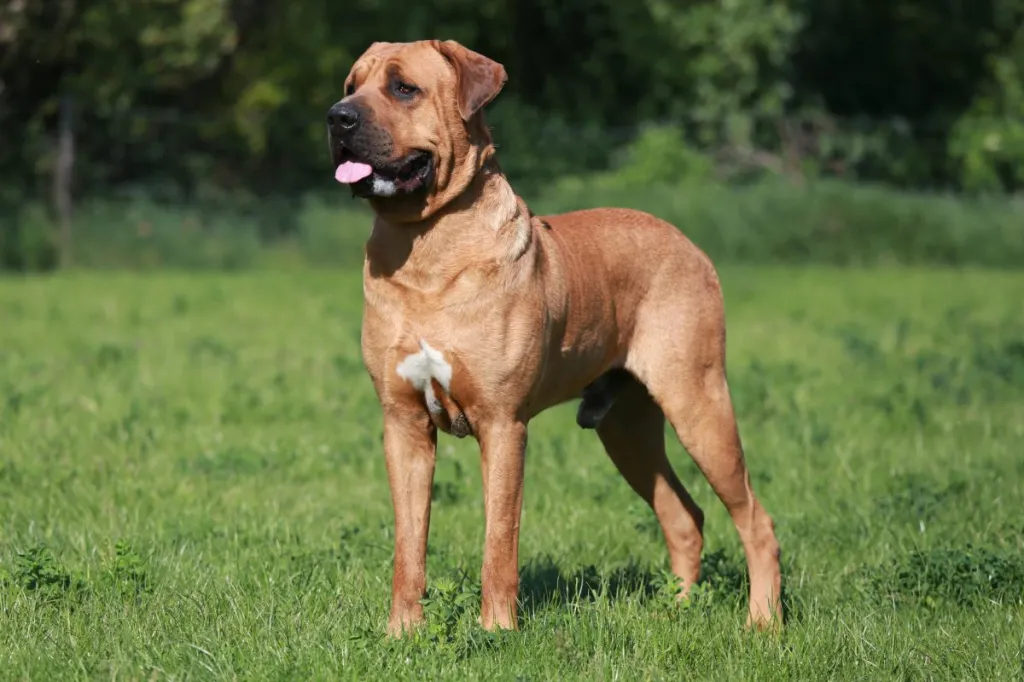 A beautiful tan Tosa Inu standing in the grass.