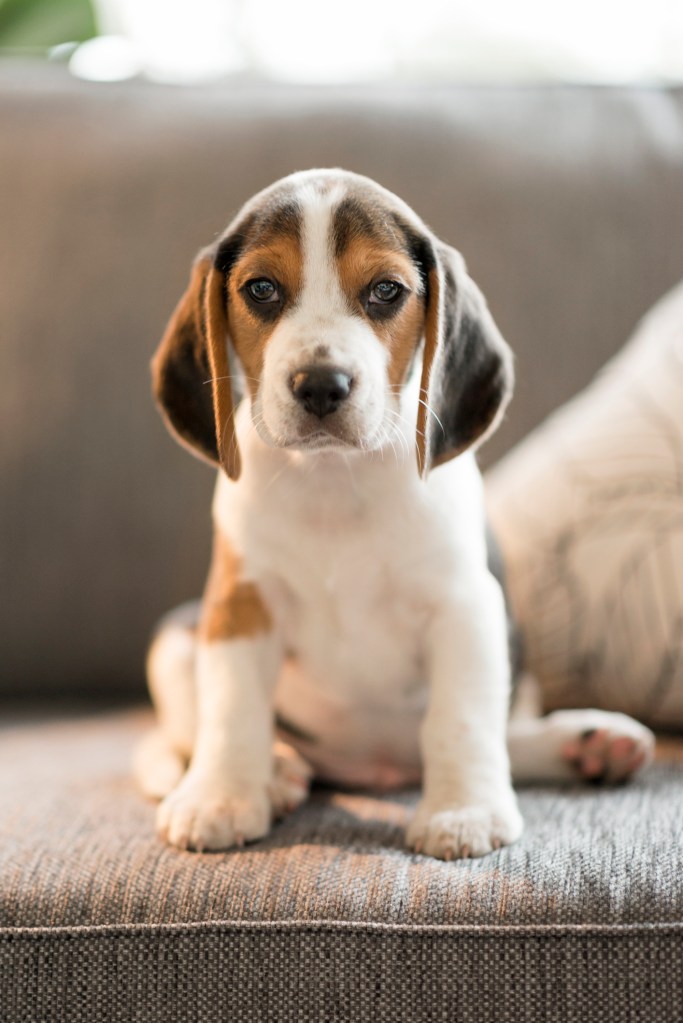 Beagle puppy sitting on couch