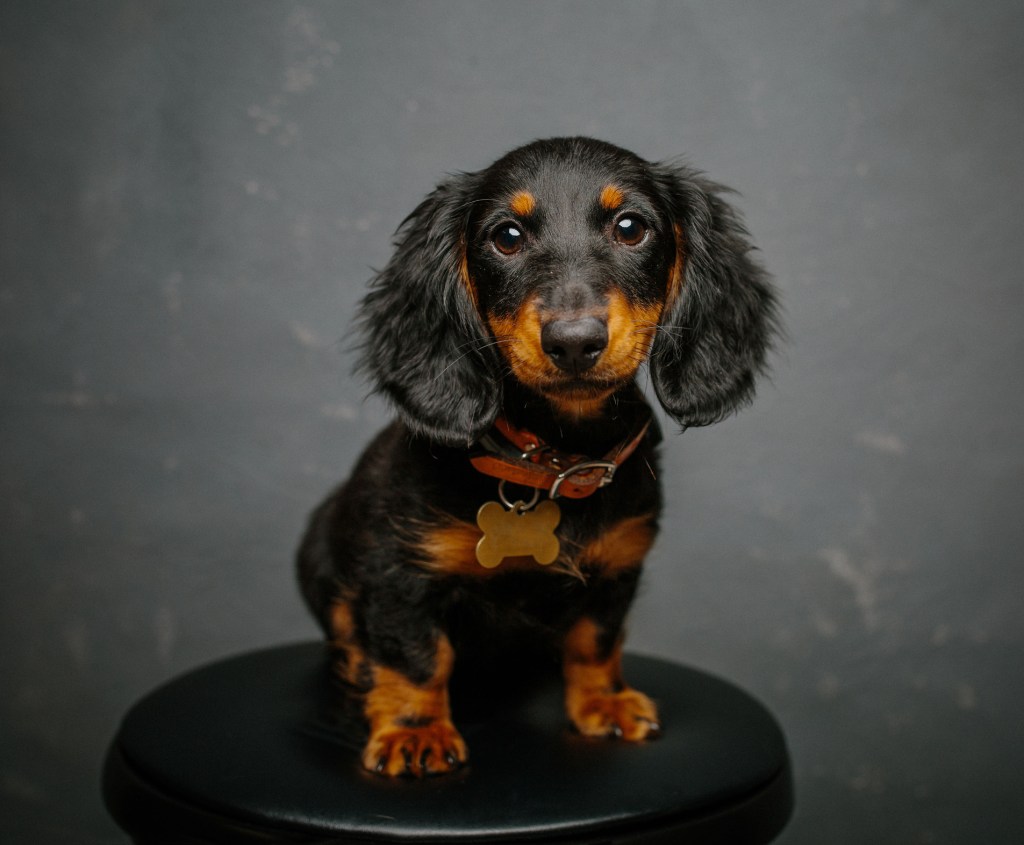 studio portrait of Black and brown Dachshund puppy