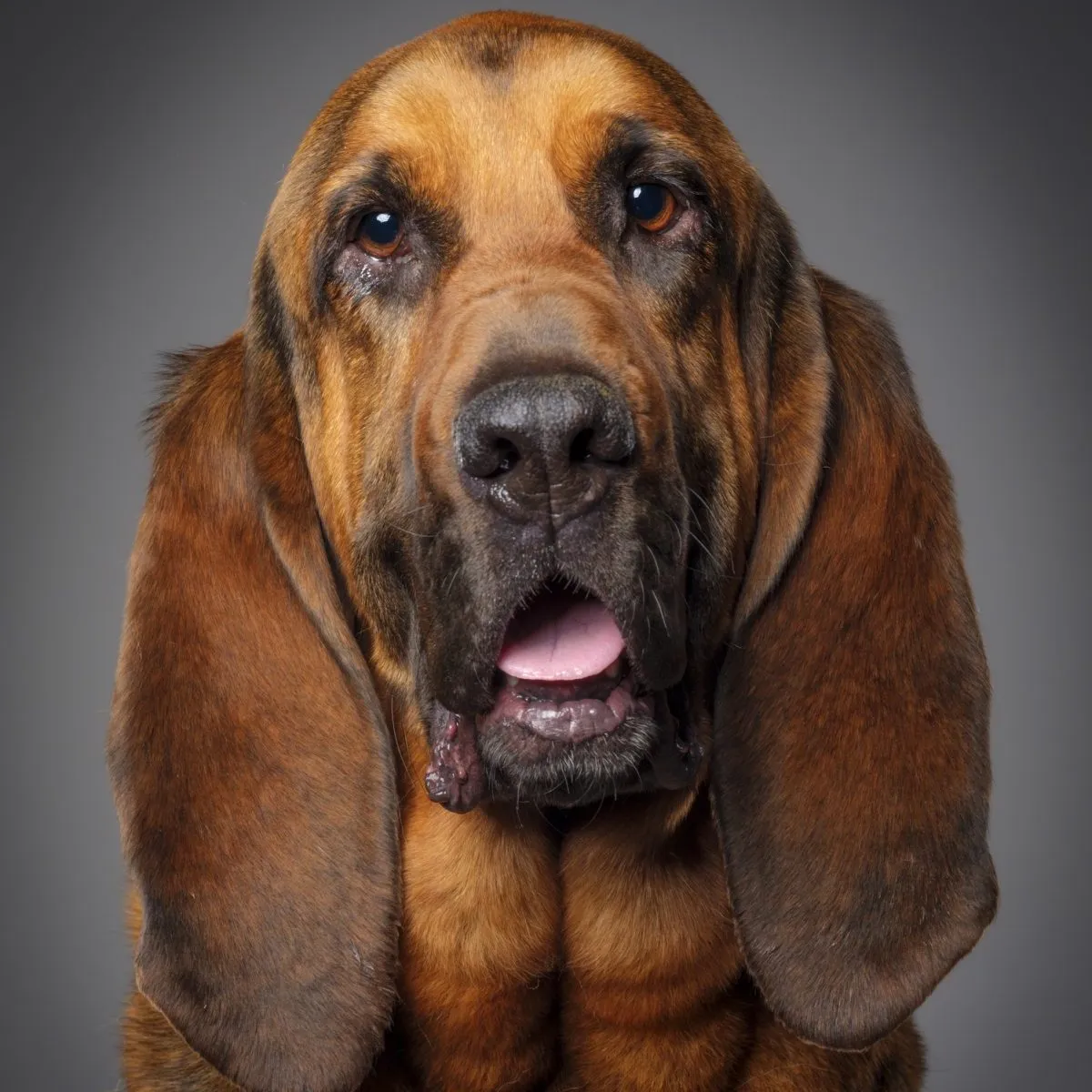 Long 2024 haired bloodhound