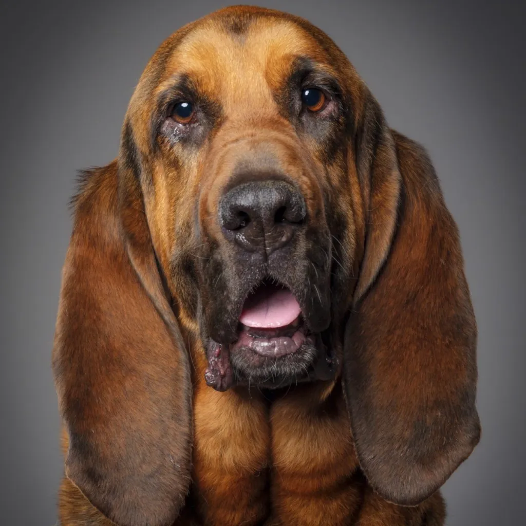 full grown bloodhound