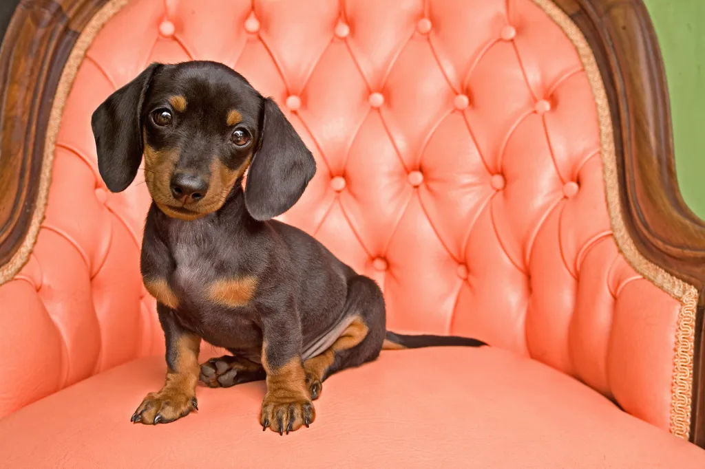 Dachshund puppy sitting on peach tufted armchair